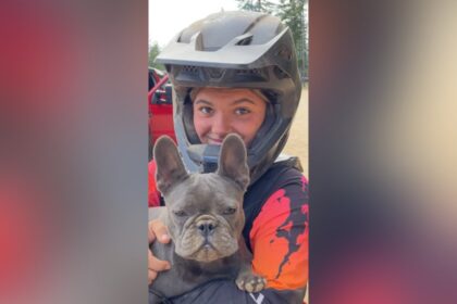 autopsy-says-dingoes-likely-didn’t-kill-canadian,-but-there-were-‘pre-mortem’-bites