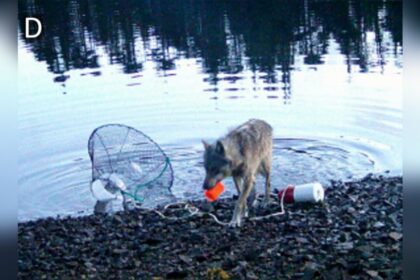 bc-wolves-recorded-pulling-up-crab-traps-in-what-may-be-the-species’-first-tool-use
