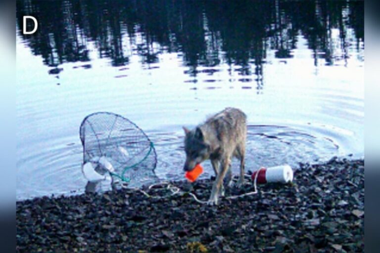 bc-wolves-recorded-pulling-up-crab-traps-in-what-may-be-the-species’-first-tool-use