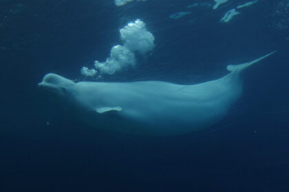 ottawa-gives-conditional-approval-for-marineland-to-export-remaining-belugas-to-us