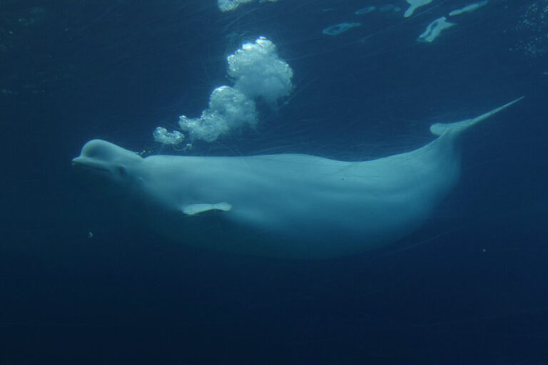 ottawa-gives-conditional-approval-for-marineland-to-export-remaining-belugas-to-us