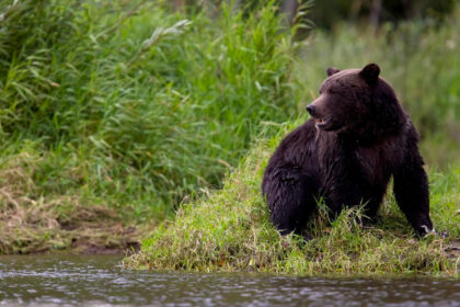 3-children,-1-adult-taken-to-hospital-after-grizzly-bear-attack-in-bc