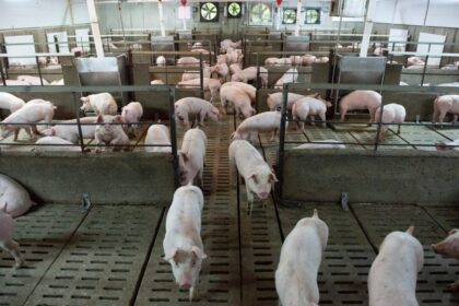 health-canada-clears-genetically-modified-pigs-for-human-consumption