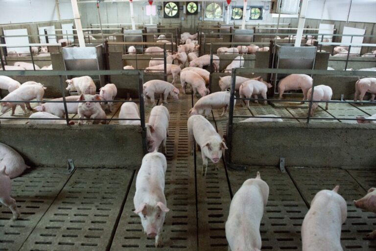 health-canada-clears-genetically-modified-pigs-for-human-consumption