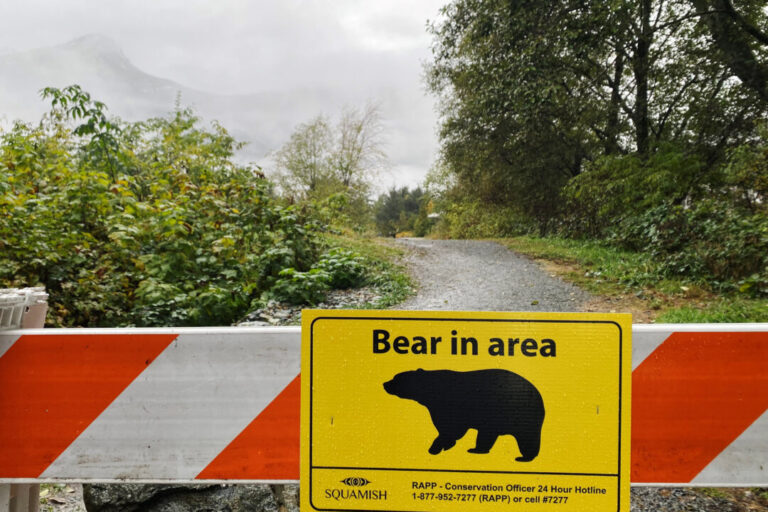 two-grizzlies-caught-in-bella-coola,-bc;-dna-tests-may-confirm-any-link-to-attack