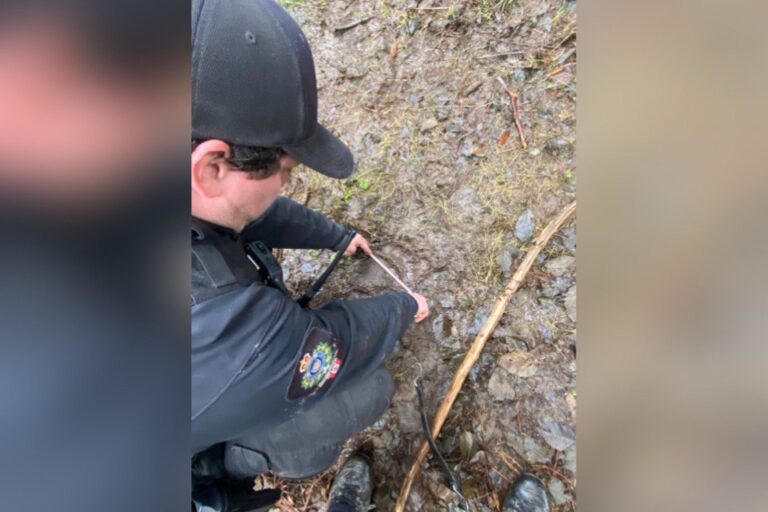 door-to-door-pickups,-students-restricted-to-grounds-amid-search-for-bear-in-bc