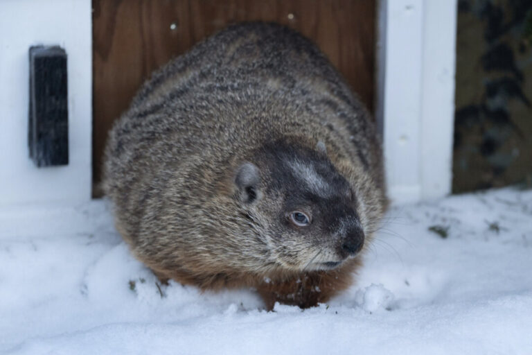groundhog-day-2026:-willie-in-ontario,-fred-in-quebec-predict-early-spring’s-arrival