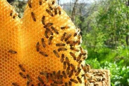 did-you-know-that-bees-are-the-only-insects-that-produce-food-for-humans?