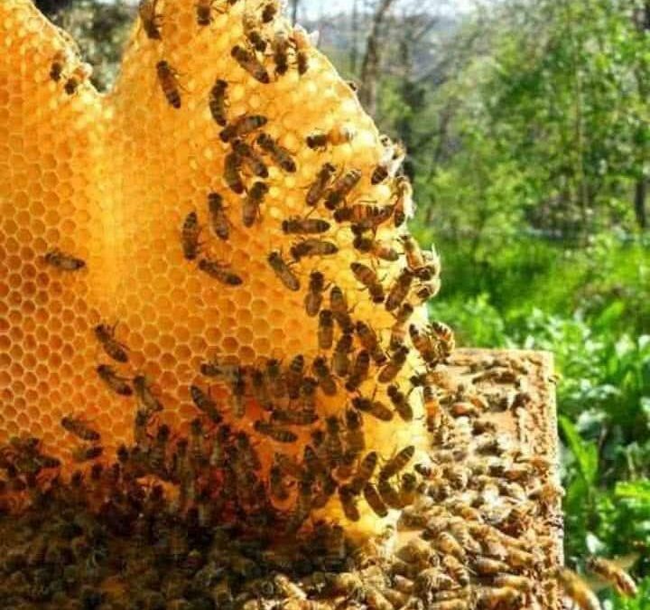 did-you-know-that-bees-are-the-only-insects-that-produce-food-for-humans?