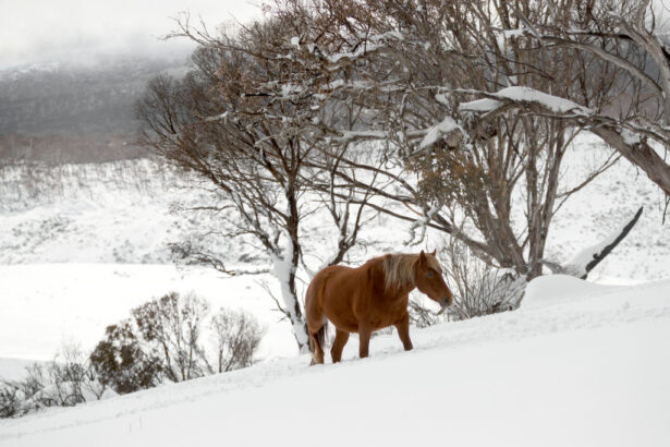 thousands-of-kosciuszko-brumbies-face-cull-after-heritage-protections-removed