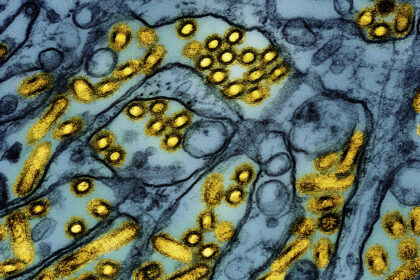 ‘highly-pathogenic’-form-of-avian-flu-identified-at-4-southern-ontario-properties,-cfia-says